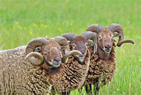 Rare Breed Sheep Stock Photo Image Of Spring Rare Countryside 17293790