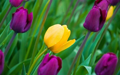 Tulips Yellow And Purple Flowers Buds Petals Dew Wallpaper
