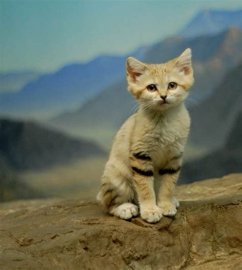 Sand Cat Smallest Wild Cat