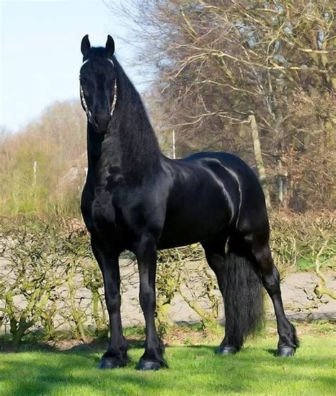 Frisón Beautiful Arabian Horses Horse Breeds Horses