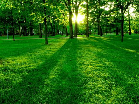 Green Park Wallpaper Landscape Nature Wallpapers Best Background In Full Hd 156443 Hd