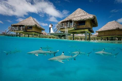 Water Photography In Bora Bora How To Get The Best Over Under Pictures