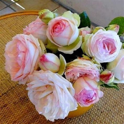 Rózsaszín Virágú Futó Rózsa Rosa Meiviolin
