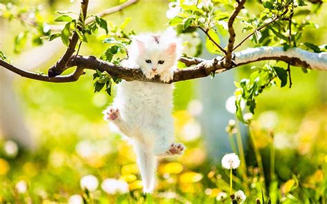 Spring Cute Cats Wallpapers Wallpaper Cave