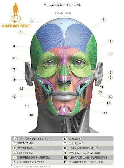 Músculos Anatomia Da Cabeça Anatomia Do Rosto Anatomia Humana