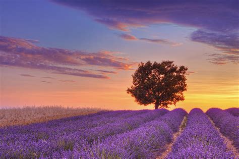 English Lavender Field With Tree At Sunset Valensole
