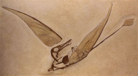 100 Milioni Di Anni Di Evoluzione Dello Pterosauro