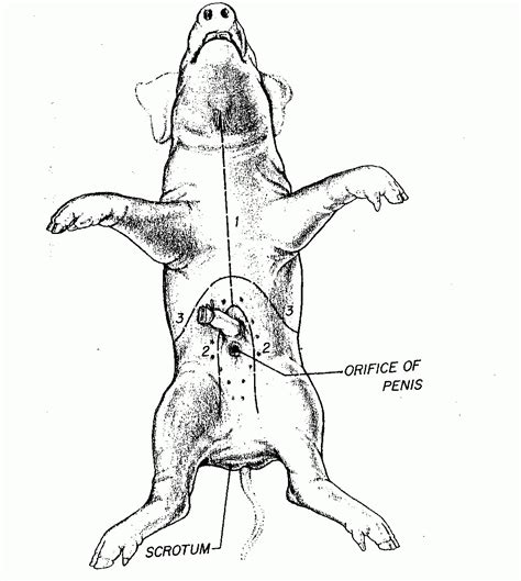 Fetal Pig Dissection And Fetal Pig Anatomy Biology Junction — Db