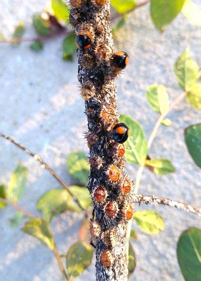 Lecanium scale found on woody plants such as azaleas and rhododendrons. Crape Myrtle Bark Scale - Neil Sperry's GARDENS
