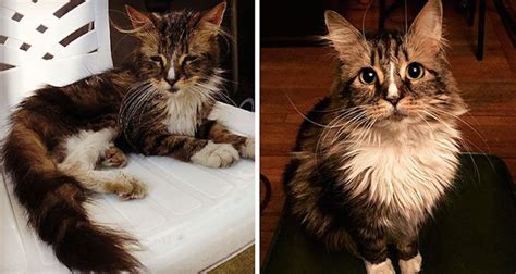 20 Touching Before And After Photos Of Rescued Cats Photo Chat Cat