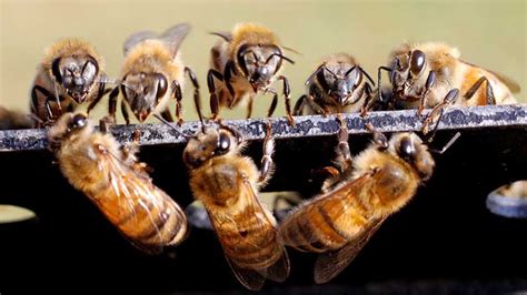 6 000 Bees Removed From Inside Wall Of Omaha Couple S Home Weirdnews Dunya News