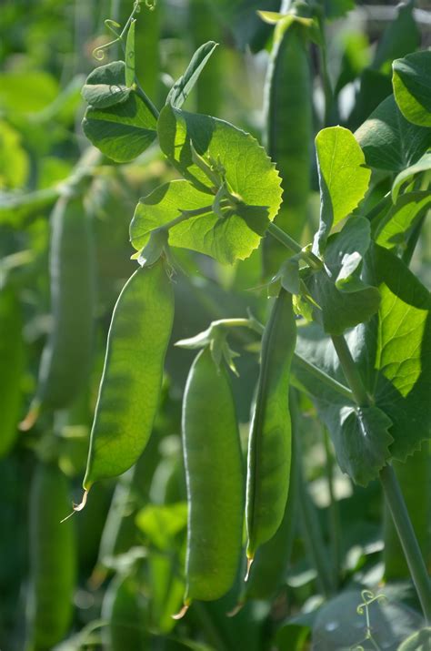 Pea Harvest A Bust Prepare For A Fall Crop The Washington Post