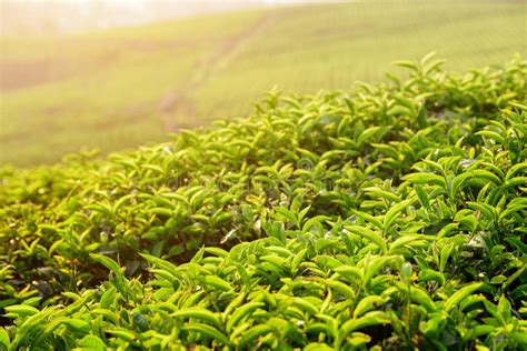 Amazing Rows Of Green Tea Bushes And Colorful Sunset Sky Stock Photo