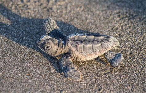 Loggerhead Sea Turtles Nature Walks With Judy