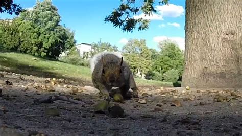 Hilarious Moment Squirrel Steals Gopro And Gives Pov Of Tree Life As