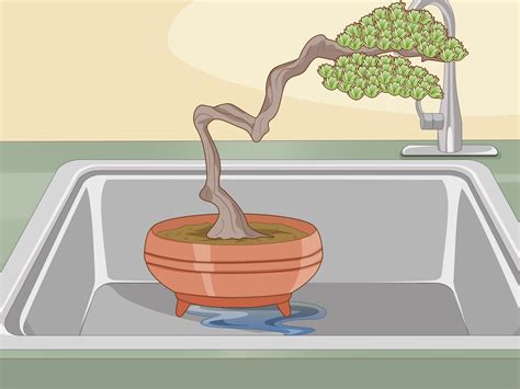 Banyan Bonsai Tree Watering