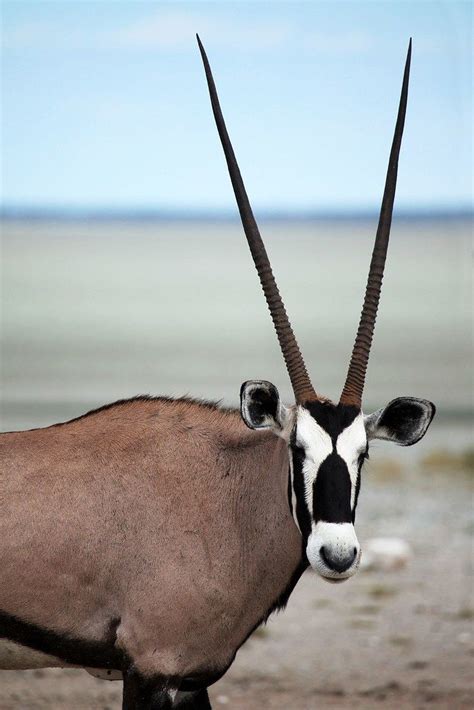 Oryx Animals With Horns Rare Animals Animals