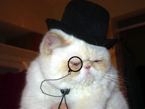 Cats In The Hats 15 Hilarious Pictures Fabulous Felines Cute Cats