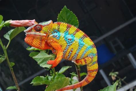 Chameleon In Rainbow Colors Colorcolor Spectrum Pinterest