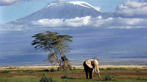 Hd Wallpaper Elephant Dry Grass Trees Mount Kilimanjaro Hd Desktop