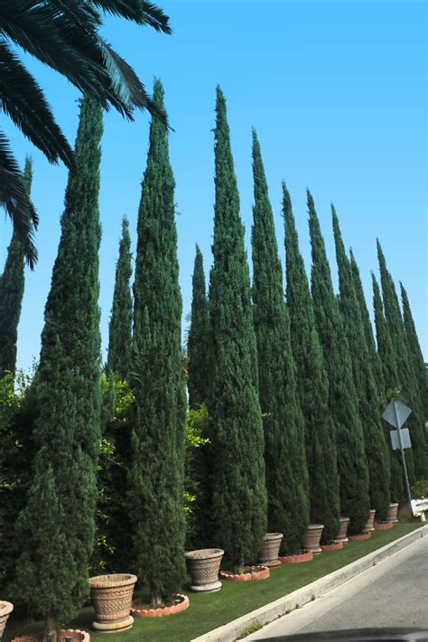 Italian Cypress Trees For Sale At Paradise Nursery Italian Cypress