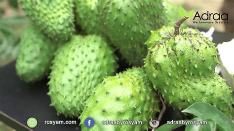 Ujung dari daun ini lancing dengan tekstur permukaan daun yang kasar dan melengkung ke dalam. Khasiat Daun Buah Durian Belanda Soursop Adraa Produk by ...