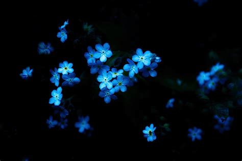 Blue Flower Desktop Wallpaper