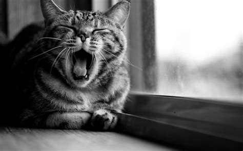 Grayscale Photo Of Yawning Cat Cat Animals Open Mouth Monochrome Hd