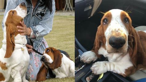 Science Proved You And Your Basset Hound Fall In Love When You Look In