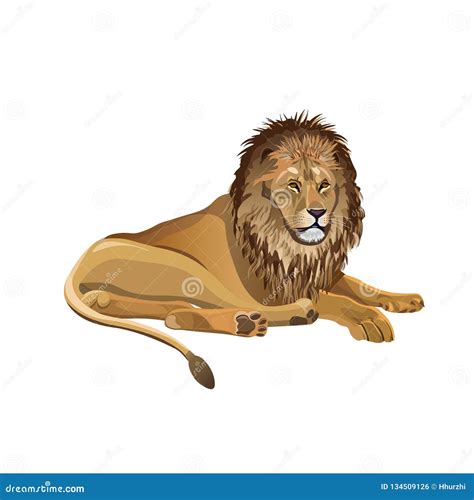 African Lion Lying Stock Vector Illustration Of King 134509126