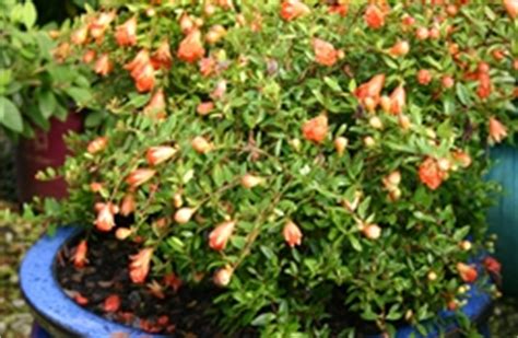 This tree is suited to zones 9 to 10. DWARF POMEGRANATE-â€˜Punica granatum Nanaâ€™ Zone 9+