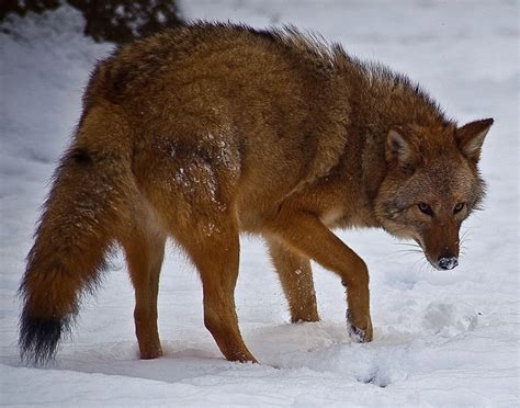 Wolf Coyote Dog Hybrid