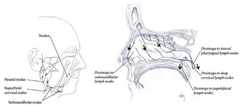 Drawing Showing The Lymphatic Draining From The Nasal Region Left And