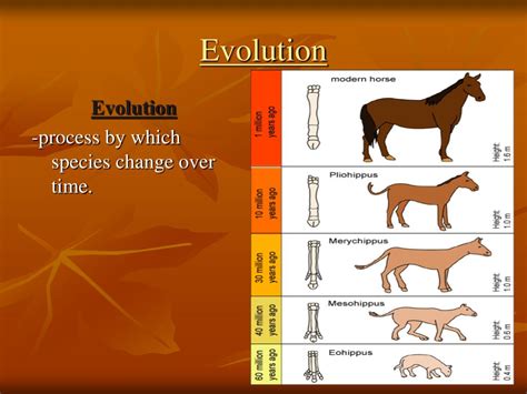 Ppt What Is Evolution Powerpoint Presentation Free Download Id