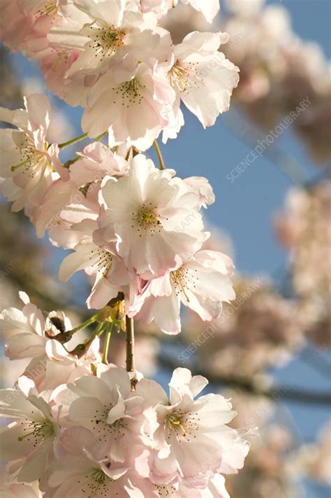 Cherry Blossom Prunus Accolade Stock Image B8303546 Science