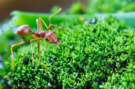 Macro Of Green Tree Ant Green Tree Ant Macro Macro Ants Oecophylla