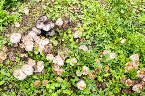 Wild Mushrooms In Meadow Stock Photo Image Of Nature 199499810