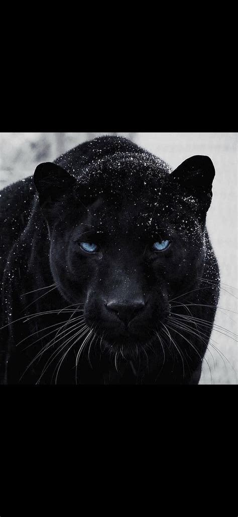 Pin By Cassy Chester On Big Cats Animals Animals Wild Black Panther