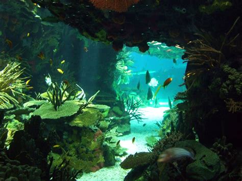 Underwater Cave Mermaid Diaries Pinterest Underwater