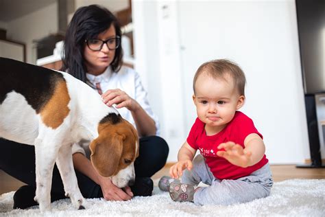Are Dogs Safe With Babies