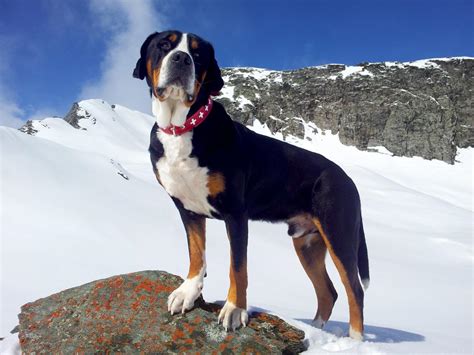 Schweizer Sennenhund Der Große Schweizer Sennenhund Ein Agiler