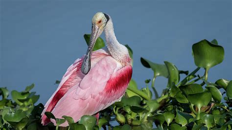 Roseate Spoonbill Poses Photograph By Rodney Erickson Pixels
