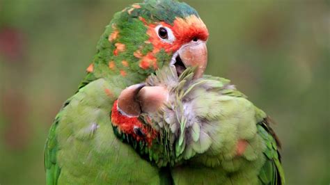 🥇 National Geographic Birds Nature Parrots Wallpaper 41338