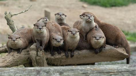 Shining A Species Spotlight On The Asian Small Clawed Otter Ecowatch