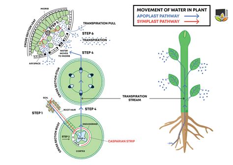 The Movement Of Water In The Plant Leafy Learning