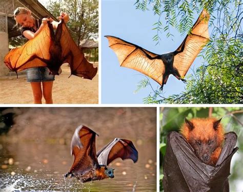 Giant Golden Crowned Flying Fox Bat Is One Of The Worlds Largest Bats