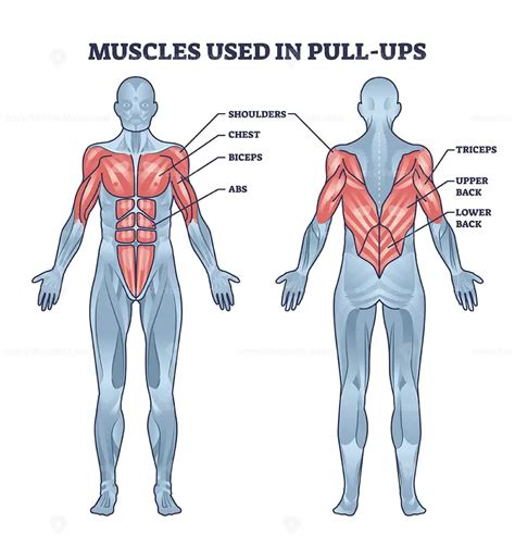 Muscles Used In Pull Ups Activity With Anatomical Body Outline Diagram