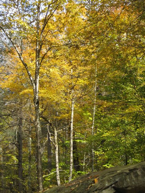 Ricketts Glen State Park Pennsylvania Ricketts Glen Stat Flickr
