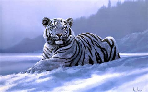 Tiger Siberian Snow Animal Hd Wallpapers Hd Wallpapers Storm Free