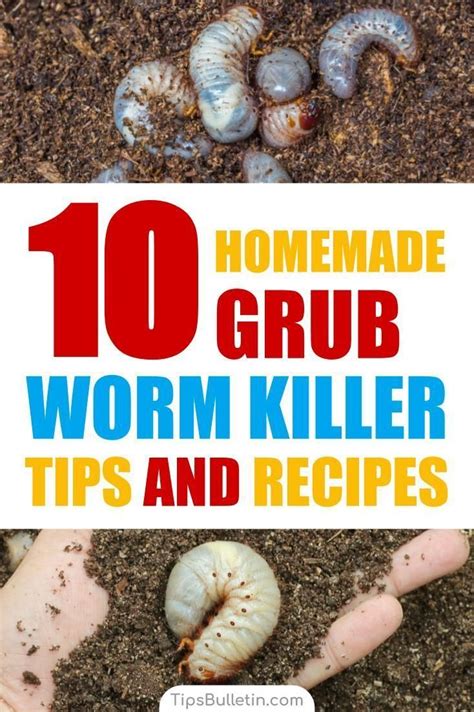 How To Get Rid Of Worms In Your Garden 3 Ways To Get Rid Of